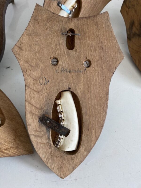 Mini Antler Horns Mounted on Shields Set of Five - Image 9