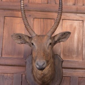 African Wall Mounted Head Of A Waterbuck SAI1790 Miscellaneous