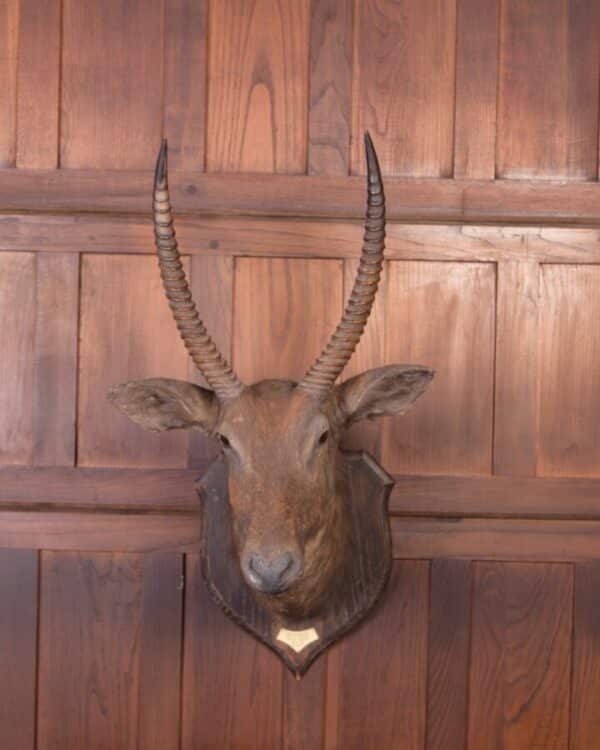 African Wall Mounted Head Of A Waterbuck SAI1790 Miscellaneous 6