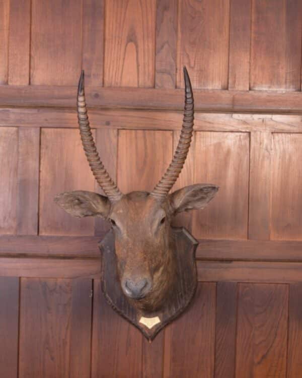 African Wall Mounted Head Of A Waterbuck SAI1790 - Image 4