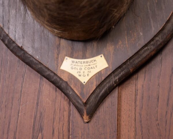 African Wall Mounted Head Of A Waterbuck SAI1790 - Image 2