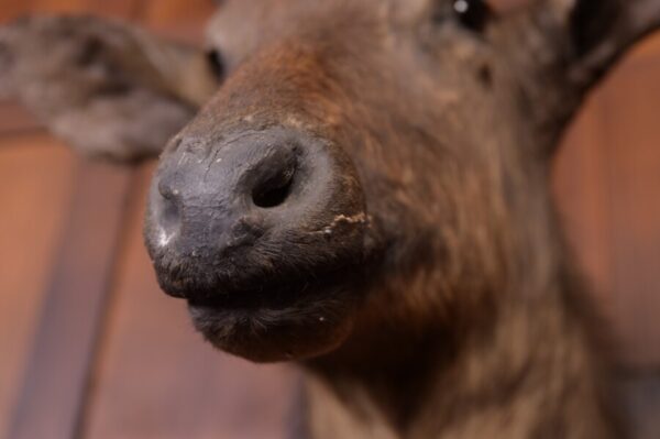 African Wall Mounted Head Of A Waterbuck SAI1790 - Image 3