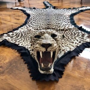 An Antique Taxidermy Leopard Skin Rug By Quality Maker Peter Spicer antique fur Antique Collectibles