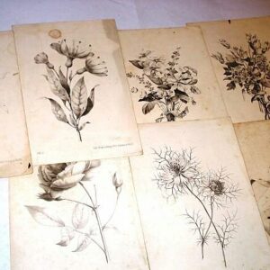 19th Century 7 Lithographie Antique Prints