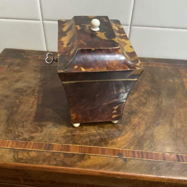 Tea Caddy in Tortoise shell veneer Antique Boxes 5