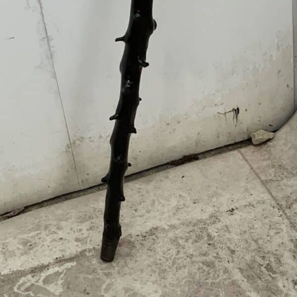 Irish Blackthorn walking stick sword stick the Finest Miscellaneous 16