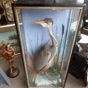 A FINE TAXIDERMY SPECIMEN OF A HERON. Hutchins of Aberystwyth c1880 Antique Collectibles
