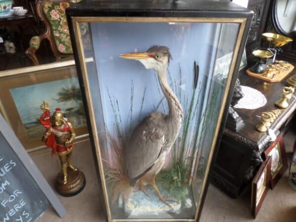 A FINE TAXIDERMY SPECIMEN OF A HERON. Hutchins of Aberystwyth c1880