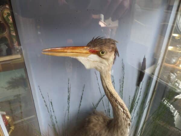 A FINE TAXIDERMY SPECIMEN OF A HERON. Hutchins of Aberystwyth c1880 - Image 2