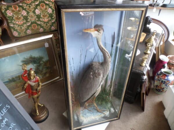 A FINE TAXIDERMY SPECIMEN OF A HERON. Hutchins of Aberystwyth c1880 - Image 3