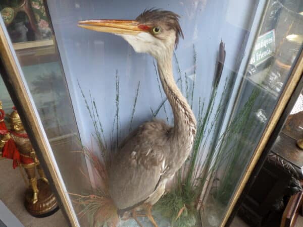 A FINE TAXIDERMY SPECIMEN OF A HERON. Hutchins of Aberystwyth c1880 - Image 4