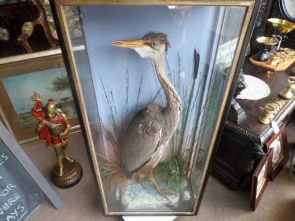 A FINE TAXIDERMY SPECIMEN OF A HERON. Hutchins of Aberystwyth c1880 - Image 5