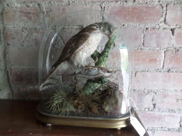 A VICTORIAN TAIXDERMY SPECIMEN: SPARROW HAWK IN GLASS DOME