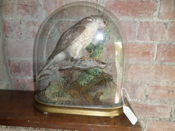 A VICTORIAN TAIXDERMY SPECIMEN: SPARROW HAWK IN GLASS DOME - Image 2