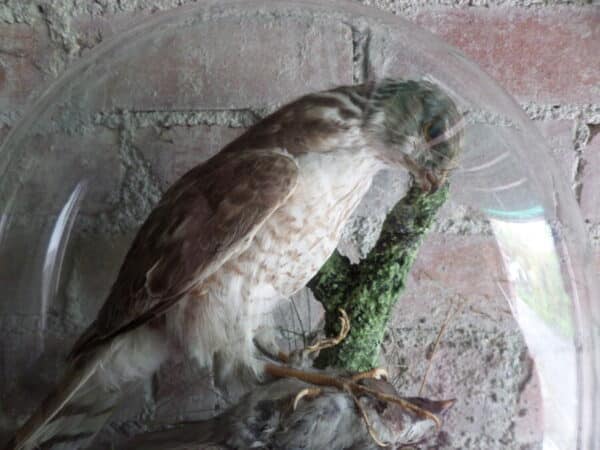 A VICTORIAN TAIXDERMY SPECIMEN: SPARROW HAWK IN GLASS DOME - Image 3