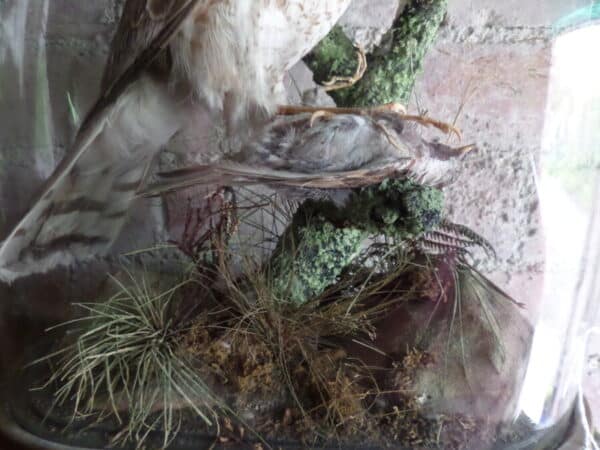 A VICTORIAN TAIXDERMY SPECIMEN: SPARROW HAWK IN GLASS DOME - Image 4