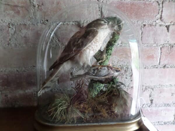 A VICTORIAN TAIXDERMY SPECIMEN: SPARROW HAWK IN GLASS DOME - Image 5