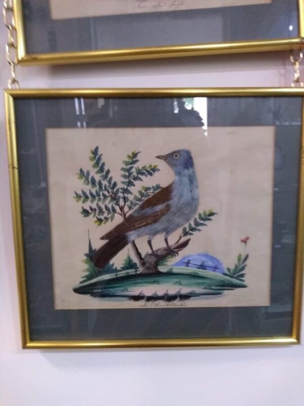 Unique Collection of 4 Featherbird Pictures Artprints Antique Art 4