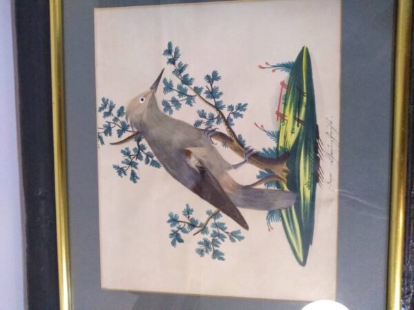 Unique Collection of 4 Featherbird Pictures Artprints Antique Art 5