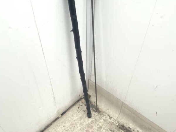 Irish Blackthorn walking stick sword stick Miscellaneous 12