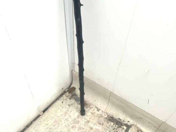 Irish Blackthorn walking stick sword stick - Image 5
