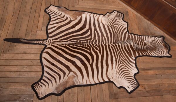Zebra Rug SAI2748