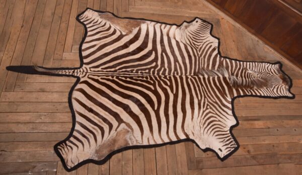 Zebra Rug SAI2748 Antique Rugs 3