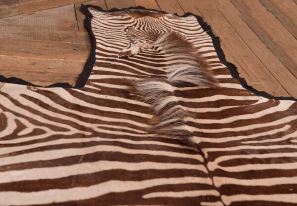 Zebra Rug SAI2748 Antique Rugs 8