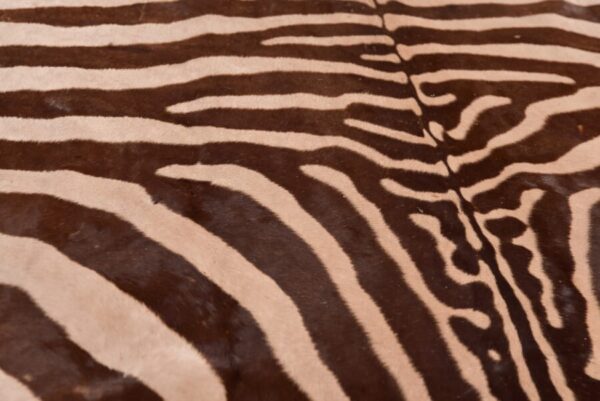 Zebra Rug SAI2748 - Image 7