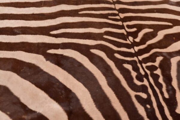 Zebra Rug SAI2748 Antique Rugs 9