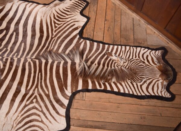 Zebra Rug SAI2748 Antique Rugs 11