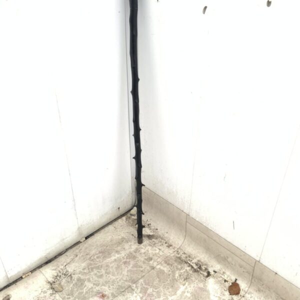 Irish Blackthorn walking stick sword stick - Image 4