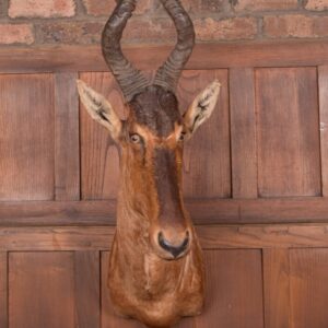 African Red Hartebeest SAI2777 Miscellaneous