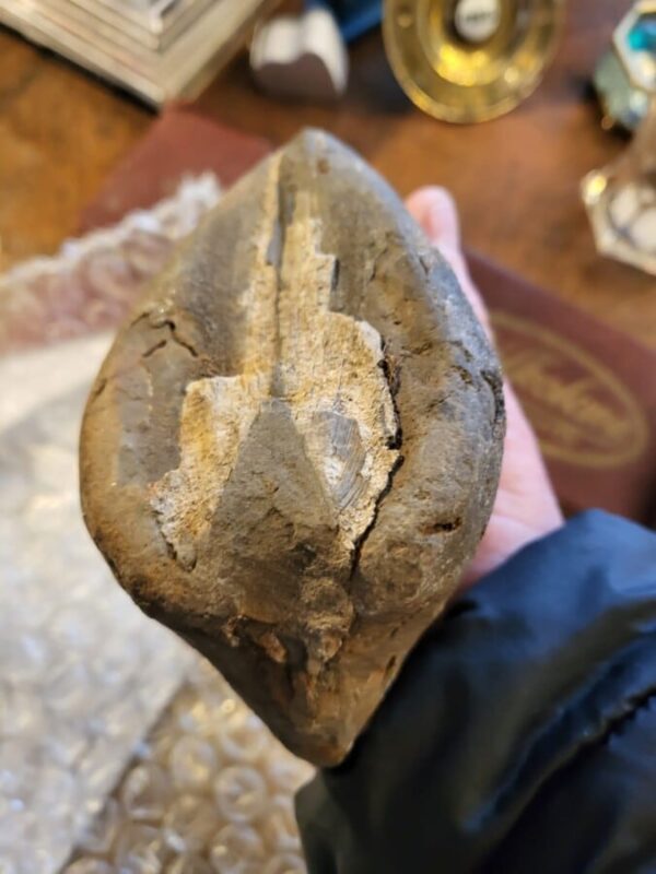 Jurassic fossilised giant Mussel shell 110 million years old collectable Antique Collectibles 4