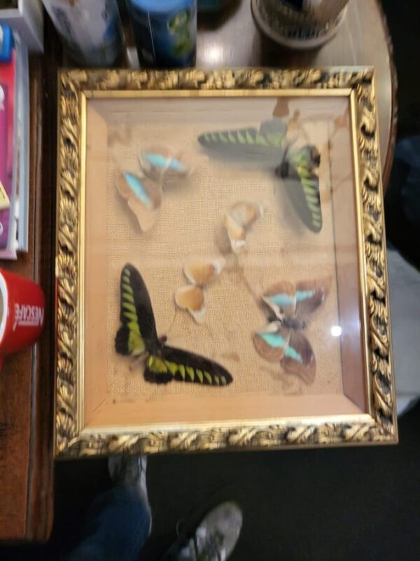 Victorian mounted butterfly set