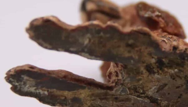 Bergman Bronze Red Setter - Image 3