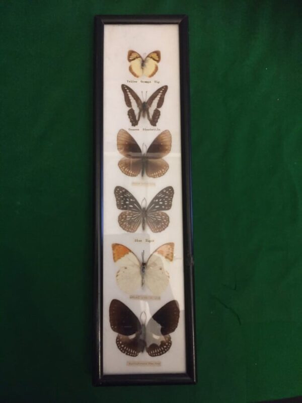 1970 mount butterfly from Asia regions