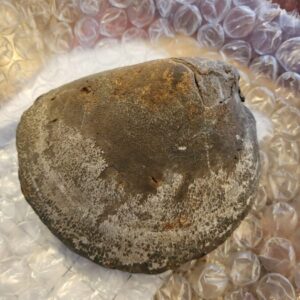 Jurassic fossilised giant Mussel shell 110 million years old collectable Antique Collectibles