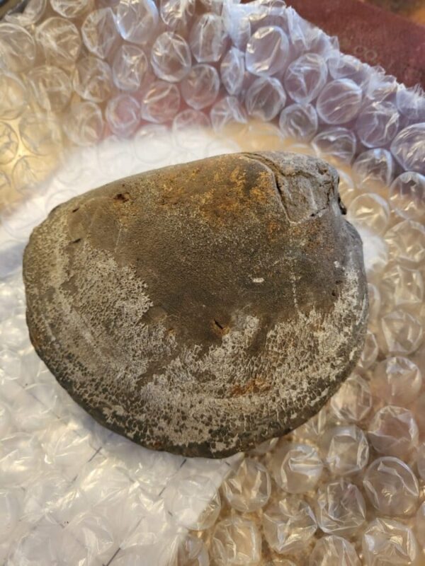 Jurassic fossilised giant Mussel shell 110 million years old collectable Antique Collectibles 3