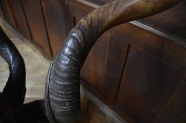 19th Century Kudu Horns / Antlers SAI2826 Miscellaneous 4