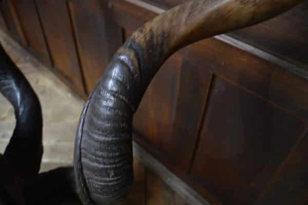 19th Century Kudu Horns / Antlers SAI2826 - Image 2