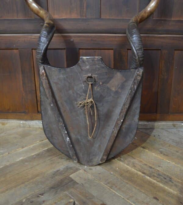 19th Century Kudu Horns / Antlers SAI2826 - Image 4