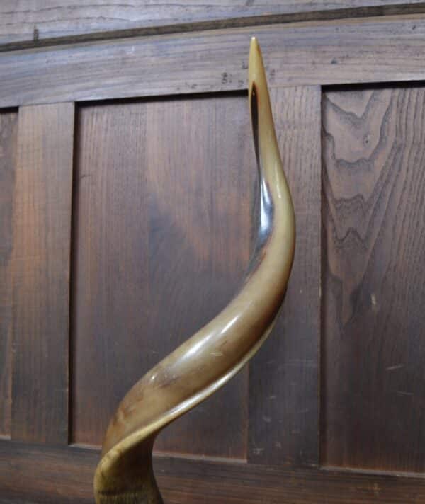 19th Century Kudu Horns / Antlers SAI2826 Miscellaneous 7