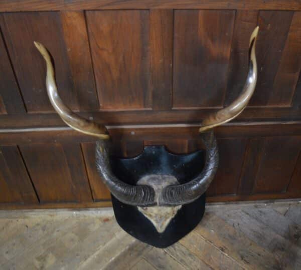 19th Century Kudu Horns / Antlers SAI2826 Miscellaneous 8