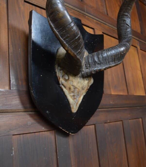 19th Century Kudu Horns / Antlers SAI2826 - Image 10