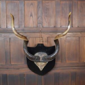 19th Century Kudu Horns / Antlers SAI2826 Miscellaneous