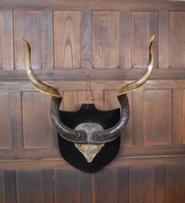 19th Century Kudu Horns / Antlers SAI2826 Miscellaneous 3