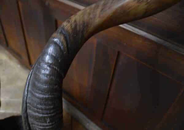 19th Century Kudu Horns / Antlers SAI2826 Miscellaneous 11