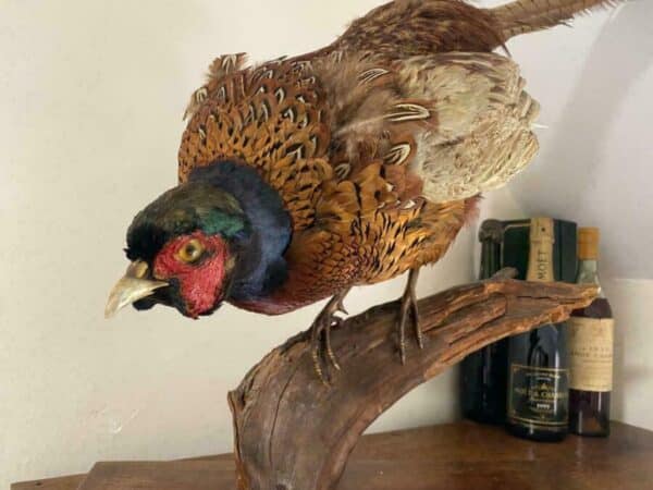 19th Century Antique Taxidermy Cock Phasianus colchicus Stalking On Plinth Antique Miscellaneous 6
