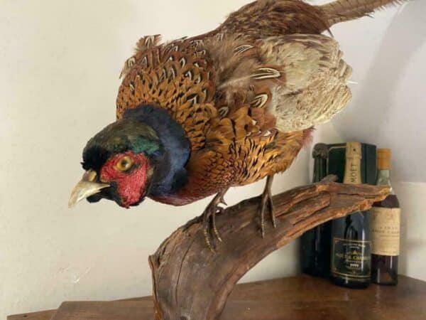 19th Century Antique Taxidermy Cock Phasianus colchicus Stalking On Plinth - Image 4